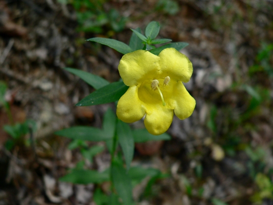 {Aureolaria levigata}